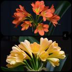 Clivia Miniata Copper Green x Yellow Peach zaailing plantje., Volledige schaduw, Overige soorten, Ophalen of Verzenden, Minder dan 100 cm