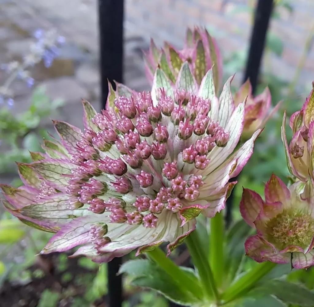 Zeeuws knoopje zaden bio 25, Ophalen of Verzenden, Volle zon