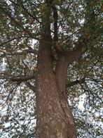 Gratis boom, Tuin en Terras, Haardhout, Minder dan 3 m³, Ophalen