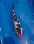 Japanse Showa 1 jarig, Karper of Koi