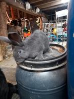 Vlaamse reus nog 1 voedster en een ram te koop 10 weken oud, Dieren en Toebehoren, Konijnen, Meerdere dieren, Groot