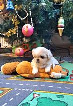 Prachtige tibetaans pekinees puppies, Meerdere, Meerdere dieren, Pekingees of Dwergspaniel, Nederland