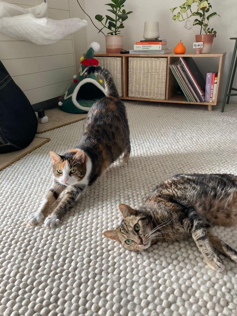 Cats to rehome - mother and daughter, Dieren en Toebehoren, Katten en Kittens | Overige Katten, Poes, 6 jaar of ouder