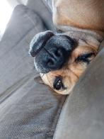 Lieve hondje zoekt pittig baas, Dieren en Toebehoren, Reu, Eén hond, Klein, 3 tot 5 jaar