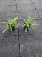 Lonicera nitida maigrun (struikkamperfoelie, Ophalen, Bodembedekkers, Volle zon, Vaste plant
