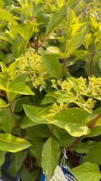 Pluimhortensia skyfall, Tuin en Terras, Planten | Tuinplanten, Ophalen, Zomer, Overige soorten, Halfschaduw