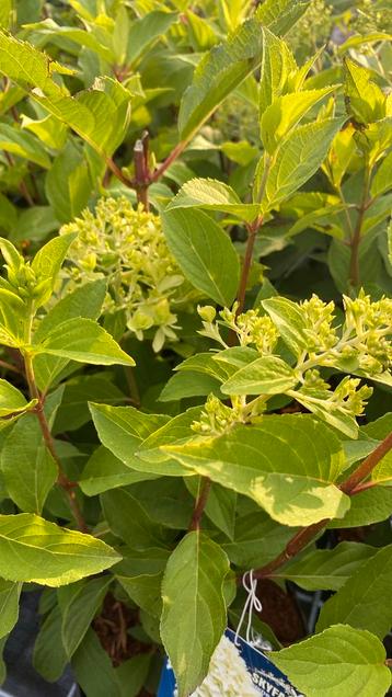 Pluimhortensia skyfall beschikbaar voor biedingen