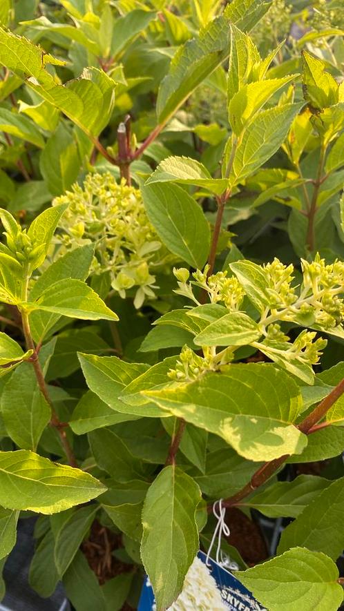 Pluimhortensia skyfall, Tuin en Terras, Planten | Tuinplanten, Overige soorten, Halfschaduw, Zomer, Ophalen
