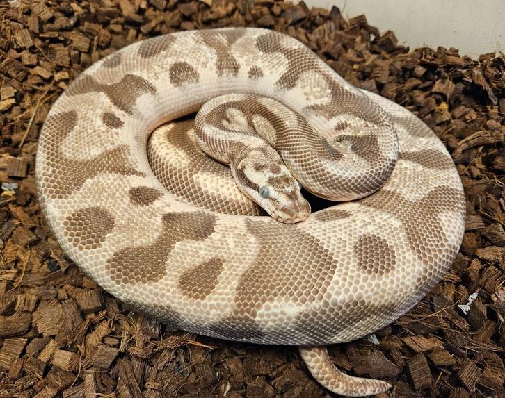 Bewezen kweek trio Scaleless Head Koningspythons, Dieren en Toebehoren, Reptielen en Amfibieën, Slang, 3 tot 6 jaar