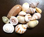 Natuur schelpenmix (met rijggat), per mix van 14 schelpen, Art and Supplies Beverwijk, Nieuw, Bedel, Ophalen of Verzenden
