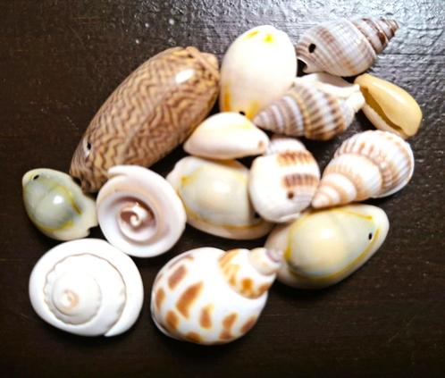 Natuur schelpenmix (met rijggat), per mix van 14 schelpen, Hobby en Vrije tijd, Kralen en Sieraden maken, Nieuw, Bedel, Ophalen of Verzenden