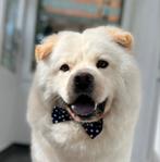 Ideale nette opgevoede  gezinshond Bao, Dieren en Toebehoren, Honden | Poolhonden, Keeshonden en Oertypen, Particulier, Rabiës (hondsdolheid)