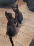 Chartreux x Europees korthaar, Dieren en Toebehoren, Katten en Kittens | Raskatten | Korthaar, Meerdere dieren, Ontwormd, 0 tot 2 jaar