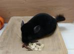 Chinchilla: Bijzonder Leuk Stelletje! (Legaal), Mannelijk, Chinchilla, Voor 1 juli 2024, Tam