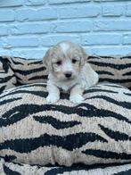 Maltipoo pups, maltezer x toy poedel, Parvo, Nederland, Overige rassen, 8 tot 15 weken