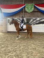 E pony te koop, Dieren en Toebehoren, Pony's, M, 11 jaar of ouder, Recreatiepony, Merrie