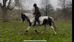 Barock pinto merrie!, Dieren en Toebehoren, Paarden, Merrie, Recreatiepaard
