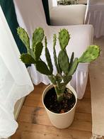 Cactus uit Rifgebergte, Marokko, Overige soorten, Volle zon, Vaste plant, Ophalen of Verzenden