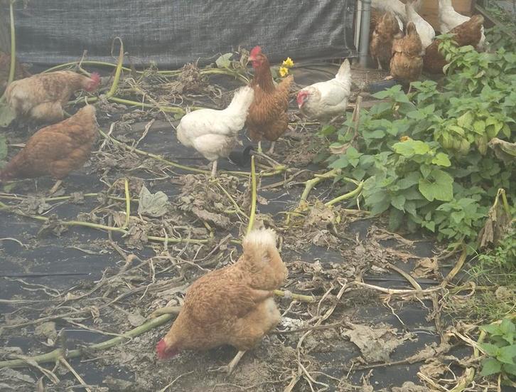 Kippen legkippen bruin en wit / hennen, Dieren en Toebehoren, Pluimvee, Kip, Vrouwelijk