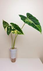 Alocasia Frydek variegata, populaire kamerplant, Huis en Inrichting, Overige soorten, In pot, Minder dan 100 cm, Groene kamerplant