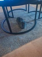 Hangoor, Dieren en Toebehoren, Konijnen, Mannelijk, Dwerg, Hangoor