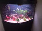 Te koop complete  juwel  hoekaquarium  190 liter, Ophalen, Gebruikt, Grind, Zand of Voedingsbodem