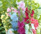 Stokroos Summer Carnival mix plantjes te koop, Tuin en Terras, Planten | Tuinplanten, Ophalen, Zomer, Overige soorten, Volle zon