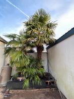 Waaierpalm, Tuin en Terras, Planten | Bomen, 100 tot 250 cm, Zomer, Palmboom, Ophalen
