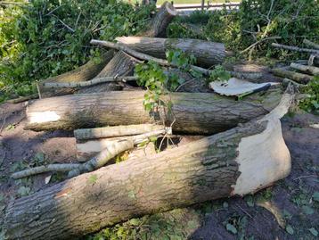 Populier hout(enorm veel hout) beschikbaar voor biedingen