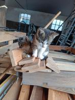 Kittens, Dieren en Toebehoren, Katten en Kittens | Overige Katten, Meerdere dieren