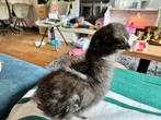 Zijdehoen kuikens te koop, Dieren en Toebehoren, Pluimvee, Geslacht onbekend, Kip
