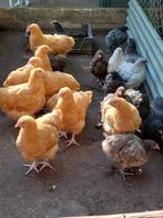 Orpington groot div kleuren te koop, Dieren en Toebehoren, Pluimvee