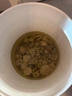 Koraal stek steentjes nieuw en gebruik >500 stuks, Ophalen of Verzenden, Zo goed als nieuw, Plant(en), Steen of Hout