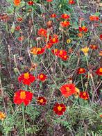 zaden van Tagetes patula  Burning Embers,  Afrikaantjes, Ophalen of Verzenden