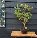 Azalea Bonsai - Prachtige Sierplant, Overige soorten, Vaste plant, Ophalen of Verzenden, Halfschaduw