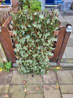 Tuinscherm met klimop, Tuin en Terras, Ophalen, Zo goed als nieuw, Hout, Tuinhek