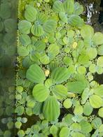 Mooie drijfplanten, Ophalen, Zo goed als nieuw, Plant(en), Steen of Hout