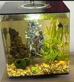 biorb 60 liter, Ophalen of Verzenden, Gebruikt, Leeg aquarium