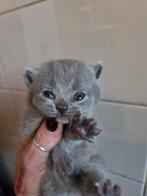 Britse korthaar kittens, Ontwormd