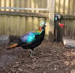 Glansfazant, Mannelijk, Overige soorten