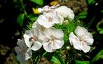 tuinplanten duizendschoon ongeveer 25 stekken, Overige soorten, Vaste plant, Ophalen of Verzenden, Halfschaduw