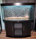 Juwel Vision 260, Ophalen, Zo goed als nieuw, Gevuld zoetwateraquarium