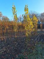 Populier, italiaanse, Ophalen of Verzenden, Overige soorten