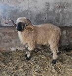 Te koop / Te huur Walliser Schwarznase Fokram. Dek bok, Dieren en Toebehoren, Schapen, Geiten en Varkens, Mannelijk, Schaap