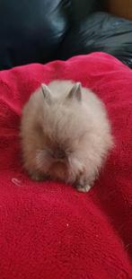 Teddy dwerg konijnen, Mannelijk, Dwerg