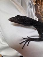 Varanen, Dieren en Toebehoren, Reptielen en Amfibieën, Hagedis, 0 tot 2 jaar