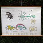 Zweedse schoolplaat Kruisspin, Antiek en Kunst, Antiek | Schoolplaten, Ophalen of Verzenden, Natuur en Biologie