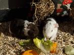 Us teddy cavia broertjes, Dieren en Toebehoren, Knaagdieren, September, Mannelijk, Cavia