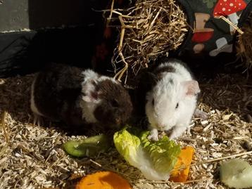 Us teddy cavia broertjes  beschikbaar voor biedingen