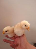 Broedeieren|| sussex columbia groot || 100% bevrucht, Dieren en Toebehoren, Pluimvee, Vrouwelijk, Kip